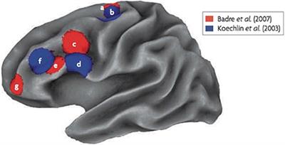 Is There Evidence for a Rostral-Caudal Gradient in Fronto-Striatal Loops and What Role Does Dopamine Play?